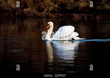 un cygne muet sur le lac Banque D'Images