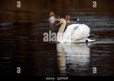 un cygne muet sur le lac Banque D'Images