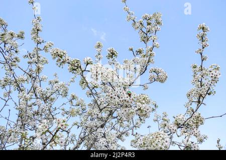 Branche fleurie d'une poire avec fleurs blanches et scarabée de bronze de cuivre sur un fond flou. Gros plan. Mise au point sélective Banque D'Images