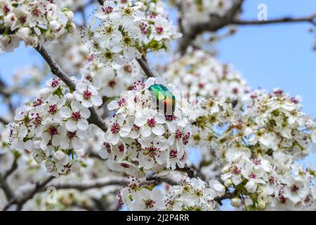 Branche fleurie d'une poire avec fleurs blanches et scarabée de bronze de cuivre sur un fond flou. Gros plan. Mise au point sélective Banque D'Images