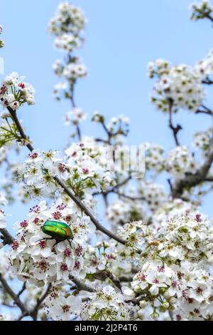 Branche fleurie d'une poire avec fleurs blanches et scarabée de bronze de cuivre sur un fond flou. Gros plan. Mise au point sélective Banque D'Images