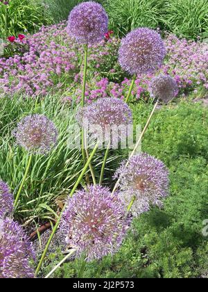 Les inflorescences sphériques de plantes ornementales herbacées vivaces de Christoph's l'oignon. Gros plan présente sur l'arrière-plan du jardin. Banque D'Images