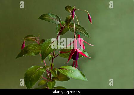 Groupe de fleurs de fuchsia suspendues rouges sur une branche, Sofia, Bulgarie Banque D'Images