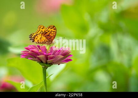 Gros plan d'un beau papillon (fritillaire indien) assis un congé / fleur pendant le printemps, un jour ensoleillé Banque D'Images