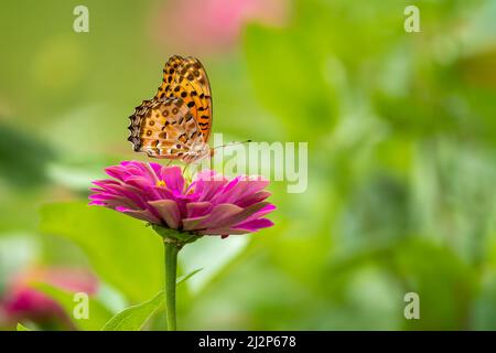 Gros plan d'un beau papillon (fritillaire indien) assis un congé / fleur pendant le printemps, un jour ensoleillé Banque D'Images