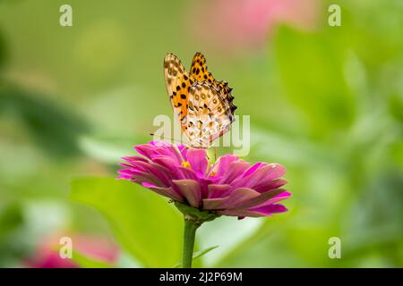 Gros plan d'un beau papillon (fritillaire indien) assis un congé / fleur pendant le printemps, un jour ensoleillé Banque D'Images