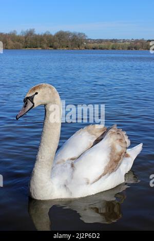 1st Cygnus olor - Cygnus olor Banque D'Images