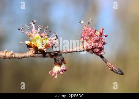 Frêne européen Fraxinus excelsior - fleurs Banque D'Images