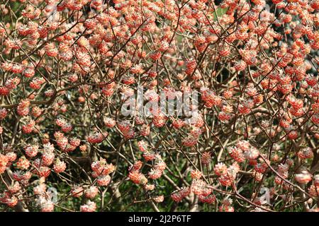 Image plein cadre de l'arbuste orange edgeworthia en pleine floraison au printemps Banque D'Images