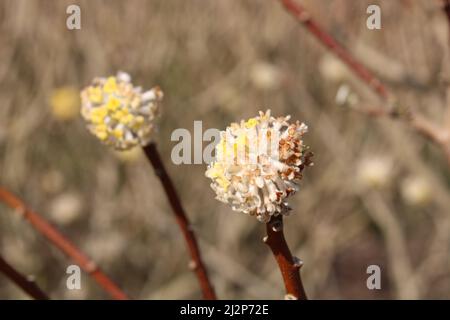 Gros plan de l'arbuste jaune de l'edgeworthia en pleine floraison au printemps Banque D'Images