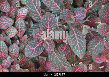 Les feuilles veinées rouges de Nerve-Plant, également connu sous le nom de Fittonia Albivenis Banque D'Images