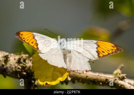Gros plan d'un beau papillon (Great Orange Tip) assis un congé / une fleur pendant le printemps, un jour ensoleillé Banque D'Images