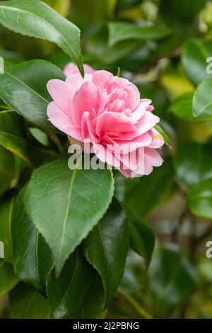 Gros plan d'un seul camélia rose en fleur au printemps dans les jardins botaniques de Bath, Bath, Angleterre, Royaume-Uni Banque D'Images