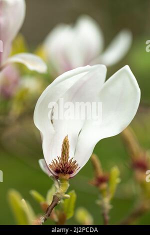 Gros plan d'une seule fleur de magnolia blanc montrant des sépales, des pistils et des anthères fleuris en mars / avril dans un jardin anglais, Angleterre, Royaume-Uni Banque D'Images