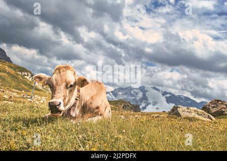 Une vache haute dans les montagnes des alpes suisses Banque D'Images