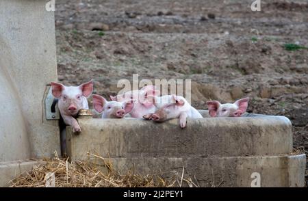 Cinq porcelets dans la partie avant du jardin d'un porcin essayant de s'échapper Banque D'Images