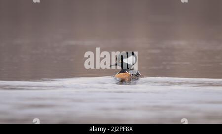 homme à capuchon merganser regardant avec son oeil jaune Banque D'Images