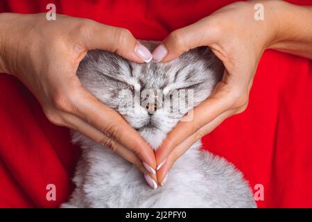 Femme tenant le visage de chat charmant et faisant une forme de coeur avec les mains. Amour pour les animaux de compagnie Banque D'Images