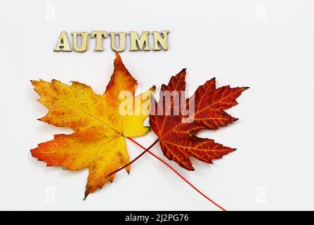 Mot automne écrit avec des lettres en bois et deux feuilles d'érable d'automne colorés sur fond blanc Banque D'Images