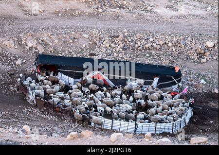 Troupeau de moutons rassemblés dans la plume. Jordanie. Banque D'Images