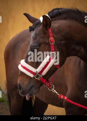 Vue latérale du cheval de Scholmaster andalou arabe avec sa langue. Banque D'Images