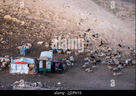 Troupeau de moutons rassemblés dans la plume. Jordanie. Banque D'Images