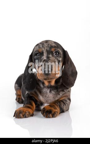 Curieux dachshund en marbre chiot regarde vers l'avant et incline sa tête, allongé sur le fond blanc du studio Banque D'Images