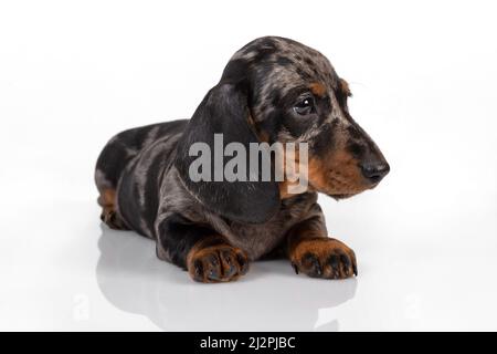 Curieux dachshund en marbre chiot regarde vers l'avant et incline sa tête, allongé sur le fond blanc du studio Banque D'Images