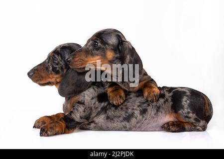 Une paire de chiots de dachshund en marbre aux cheveux lisses s'est fatiguée de la séance photo et s'est endormi l'un sur l'autre, isolé sur blanc Banque D'Images