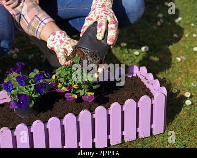 femme avec des gants plantant des pansies colorées en boîte de fleurs roses, jardinage au printemps gros plan Banque D'Images