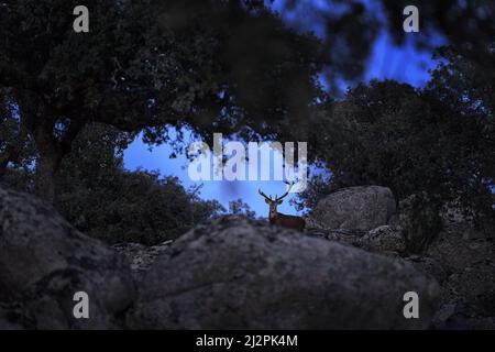 Cerf d'Espagne dans la Sierra de Andujar montagne. Saison de rutting cerf rouge, animal puissant majestueux à l'extérieur du bois, grand animal dans l'habitat forestier. Wildl Banque D'Images