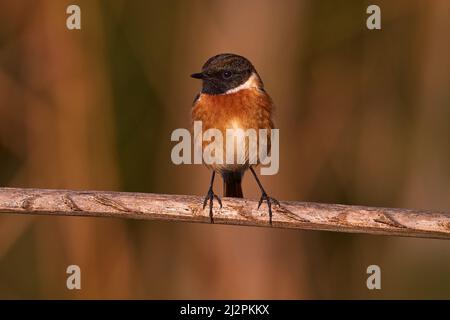 Sonicola rubicola, petit oiseau de passereau assis sur la branche dans la lumière du coucher du soleil, Malaga, Espagne SStonechat orange blanc bl Banque D'Images