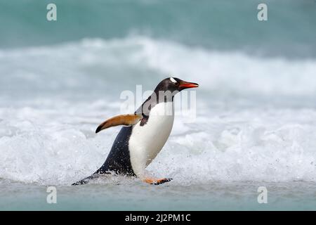 Manchot dans l'eau de l'océan. Le pingouin de Gentoo sort de l'eau bleue après avoir nagé dans l'océan de l'île Falkland. Scène de la faune et de la flore Banque D'Images