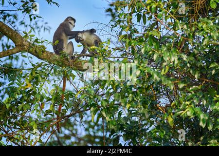 Singe à queue rouge le guenon de Schmidt, Cercopithecus ascanius, assis sur un arbre dans un habitat forestier naturel, PN de la forêt de Kibale, Ouganda en Afrique. Singe mignon Banque D'Images