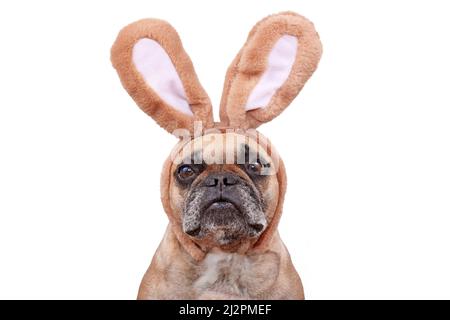 Chien Bulldog français portant un lapin de Pâques costume oreilles bandeau sur fond blanc Banque D'Images