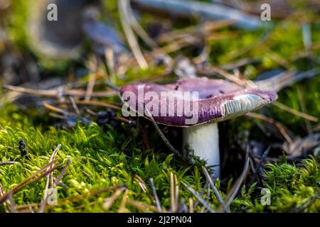 Russula avec chapeau violet. Boletus pousse. Fond de champignons comestibles. Forêt en automne. Chute de la nature. Recueillir les champignons. Champignon. Banque D'Images