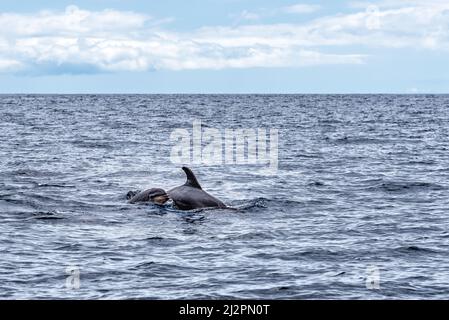 Mère et veau de grands dauphins communs ou de grands dauphins de l'Atlantique, Tursiops truncatus, dans l'océan Atlantique au large de la côte de Ténérife. Banque D'Images