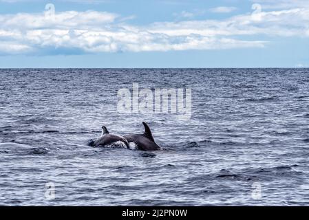 Mère et veau de grands dauphins communs ou de grands dauphins de l'Atlantique, Tursiops truncatus, dans l'océan Atlantique au large de la côte de Ténérife. Banque D'Images