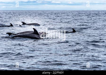 Troupeau de grands dauphins communs ou de grands dauphins de l'Atlantique, Tursiops truncatus, dans l'océan Atlantique au large de la côte de Ténérife. Banque D'Images