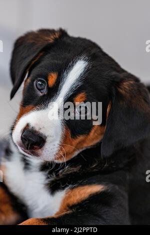 Beau chiot tricolore, bouvier de Appenzell un chien suisse Banque D'Images