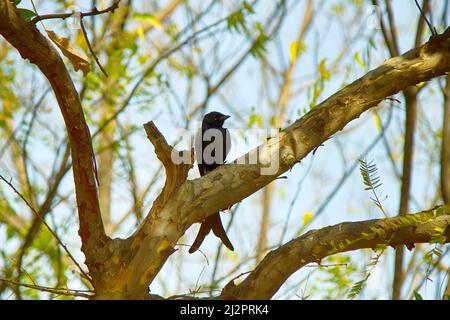 Treescape dans la forêt tropicale avec oiseau. Drongo noir - Dicrurus macrocercus. Inde Banque D'Images