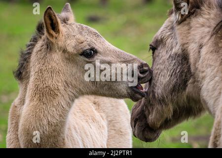 Mehrfelder Bruch, NRW, Allemagne. 04th avril 2022. Un foal avec sa mère. Un troupeau de plus de 300 de Ponies de Dülmen, une espèce en voie de disparition et une race ancienne, vit dans des conditions sauvages, mais dans des zones protégées de c. 350 hectares de bois et de prairies à la réserve naturelle de Merfelder Bruch. Le troupeau vit dans des clans familiaux avec très peu d'interférence humaine en dehors de la fourniture occasionnelle de foin en hiver. Credit: Imagetraceur/Alamy Live News Banque D'Images