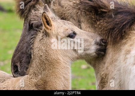 Mehrfelder Bruch, NRW, Allemagne. 04th avril 2022. Un foal avec sa mère. Un troupeau de plus de 300 de Ponies de Dülmen, une espèce en voie de disparition et une race ancienne, vit dans des conditions sauvages, mais dans des zones protégées de c. 350 hectares de bois et de prairies à la réserve naturelle de Merfelder Bruch. Le troupeau vit dans des clans familiaux avec très peu d'interférence humaine en dehors de la fourniture occasionnelle de foin en hiver. Credit: Imagetraceur/Alamy Live News Banque D'Images