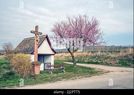 Kaiserstuhl (Bade-Wurtemberg, Allemagne): Weinberge mit Kapelle im Frühling; chapelle au printemps Banque D'Images