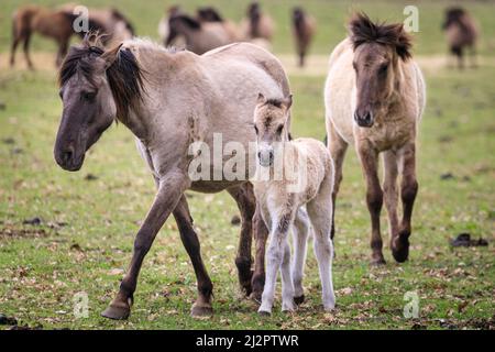 Mehrfelder Bruch, NRW, Allemagne. 04th avril 2022. Un trots foal aux côtés de sa mère. Un troupeau de plus de 300 de Ponies de Dülmen, une espèce en voie de disparition et une race ancienne, vit dans des conditions sauvages, mais dans des zones protégées de c. 350 hectares de bois et de prairies à la réserve naturelle de Merfelder Bruch. Le troupeau vit dans des clans familiaux avec très peu d'interférence humaine en dehors de la fourniture occasionnelle de foin en hiver. Credit: Imagetraceur/Alamy Live News Banque D'Images