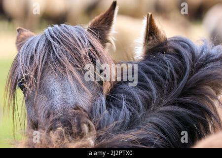 Mehrfelder Bruch, NRW, Allemagne. 04th avril 2022. Un troupeau de plus de 300 de Ponies de Dülmen, une espèce en voie de disparition et une race ancienne, vit dans des conditions sauvages, mais dans des zones protégées de c. 350 hectares de bois et de prairies à la réserve naturelle de Merfelder Bruch. Le troupeau vit dans des clans familiaux avec très peu d'interférence humaine en dehors de la fourniture occasionnelle de foin en hiver. Credit: Imagetraceur/Alamy Live News Banque D'Images