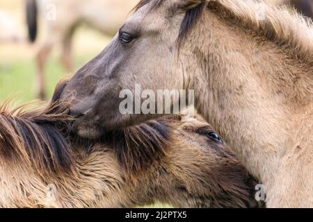 Mehrfelder Bruch, NRW, Allemagne. 04th avril 2022. Deux des chevaux se branle l'un l'autre. Un troupeau de plus de 300 de Ponies de Dülmen, une espèce en voie de disparition et une race ancienne, vit dans des conditions sauvages, mais dans des zones protégées de c. 350 hectares de bois et de prairies à la réserve naturelle de Merfelder Bruch. Le troupeau vit dans des clans familiaux avec très peu d'interférence humaine en dehors de la fourniture occasionnelle de foin en hiver. Credit: Imagetraceur/Alamy Live News Banque D'Images