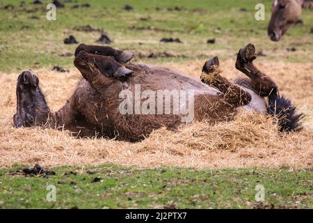 Mehrfelder Bruch, NRW, Allemagne. 04th avril 2022. L'un des chevaux aime se promener dans le fourrage mou. Un troupeau de plus de 300 de Ponies de Dülmen, une espèce en voie de disparition et une race ancienne, vit dans des conditions sauvages, mais dans des zones protégées de c. 350 hectares de bois et de prairies à la réserve naturelle de Merfelder Bruch. Le troupeau vit dans des clans familiaux avec très peu d'interférence humaine en dehors de la fourniture occasionnelle de foin en hiver. Credit: Imagetraceur/Alamy Live News Banque D'Images