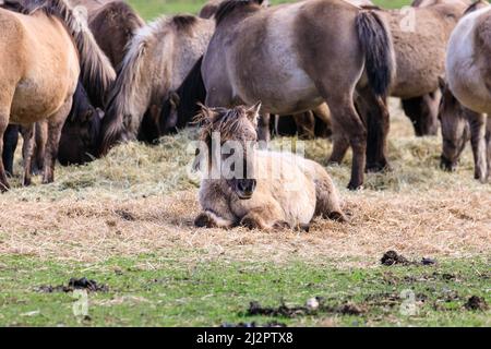 Mehrfelder Bruch, NRW, Allemagne. 04th avril 2022. Une jument très enceinte repose dans le foin. Un troupeau de plus de 300 de Ponies de Dülmen, une espèce en voie de disparition et une race ancienne, vit dans des conditions sauvages, mais dans des zones protégées de c. 350 hectares de bois et de prairies à la réserve naturelle de Merfelder Bruch. Le troupeau vit dans des clans familiaux avec très peu d'interférence humaine en dehors de la fourniture occasionnelle de foin en hiver. Credit: Imagetraceur/Alamy Live News Banque D'Images