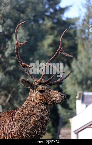 Whiteleys Retreat, Nr Alloway & Maybole South Ayshire, Écosse, Royaume-Uni. Un géant lifesize saule l'éraflure d'un cerf dans le domaine par l'artiste David Powell Banque D'Images